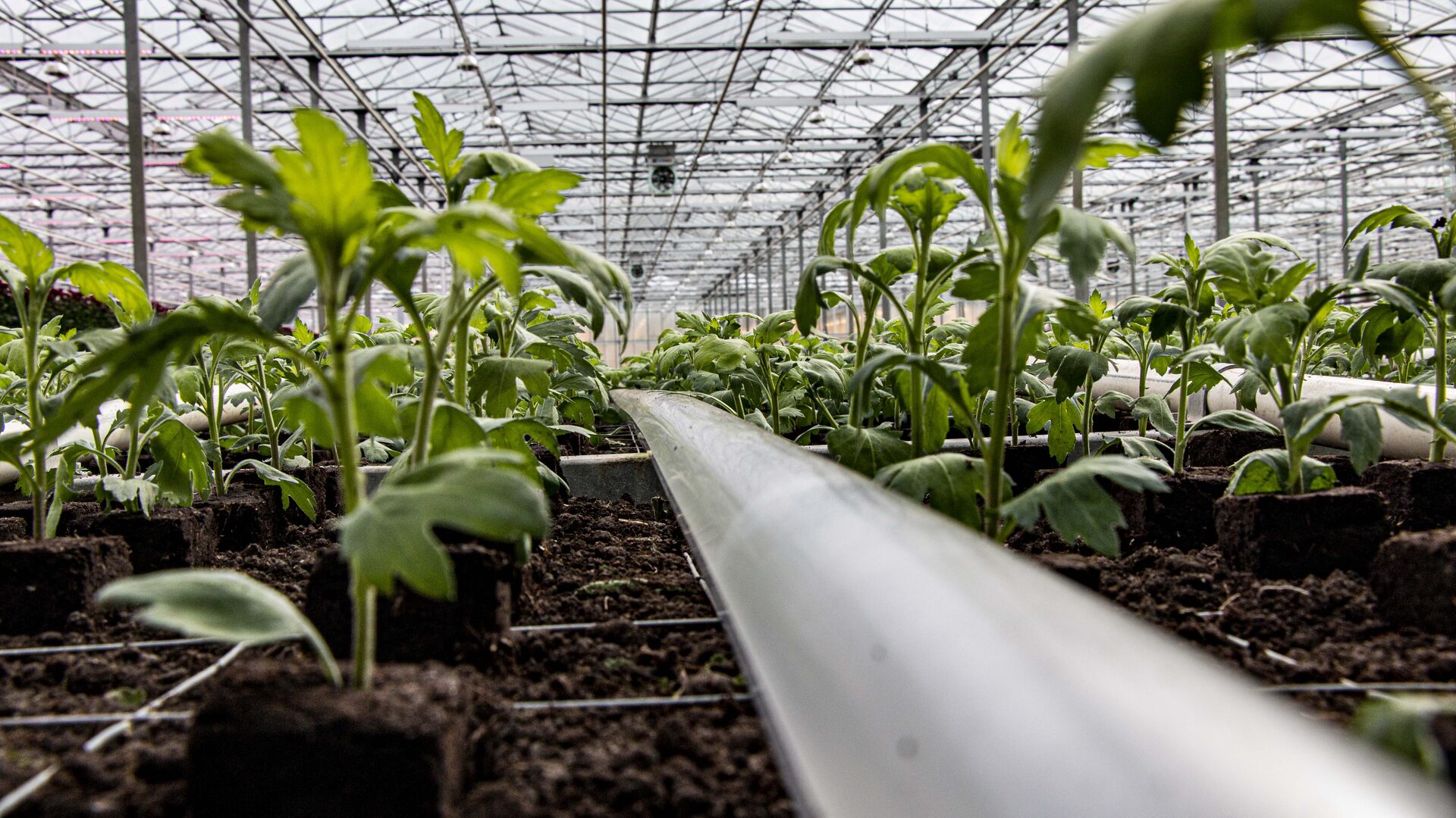 Young chrysanthemum plants growing in rows in a greenhouse